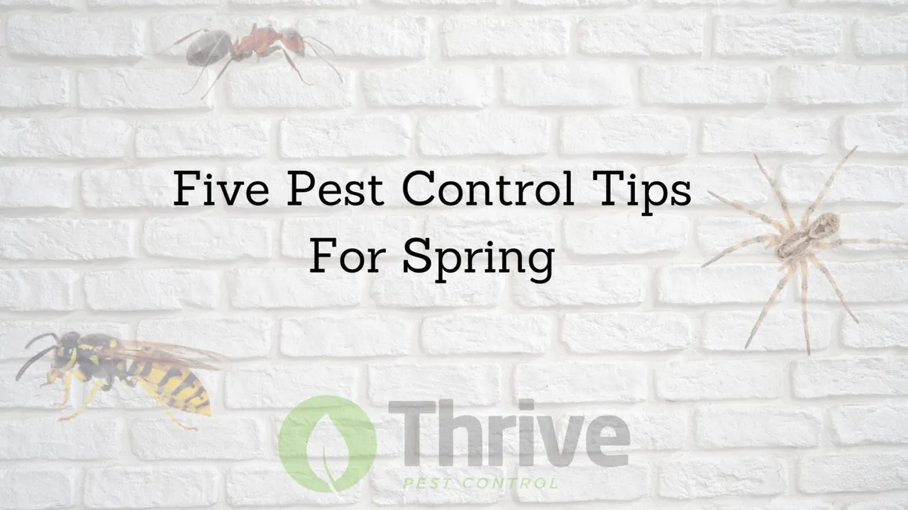 Close up on a plate of mashed potatoes, topped with baked pork chops with cream of mushroom soup, and a side of green beans.