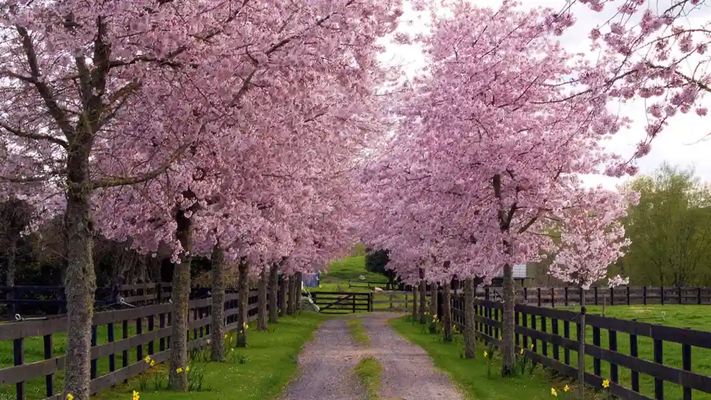 Close up on a plate of mashed potatoes, topped with baked pork chops with cream of mushroom soup, and a side of green beans.