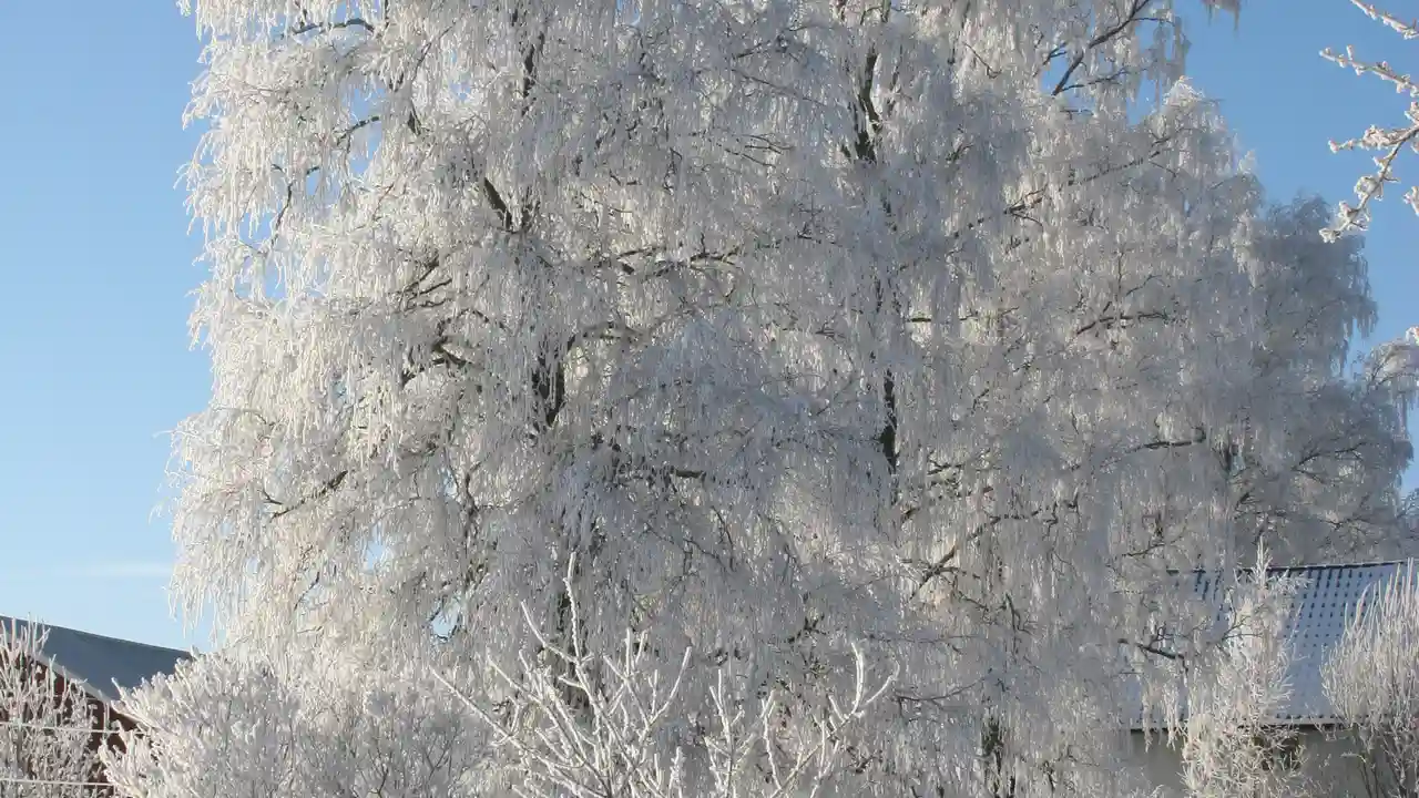 Two mint chocolate milkshakes with whipped cream and green sprinkles.